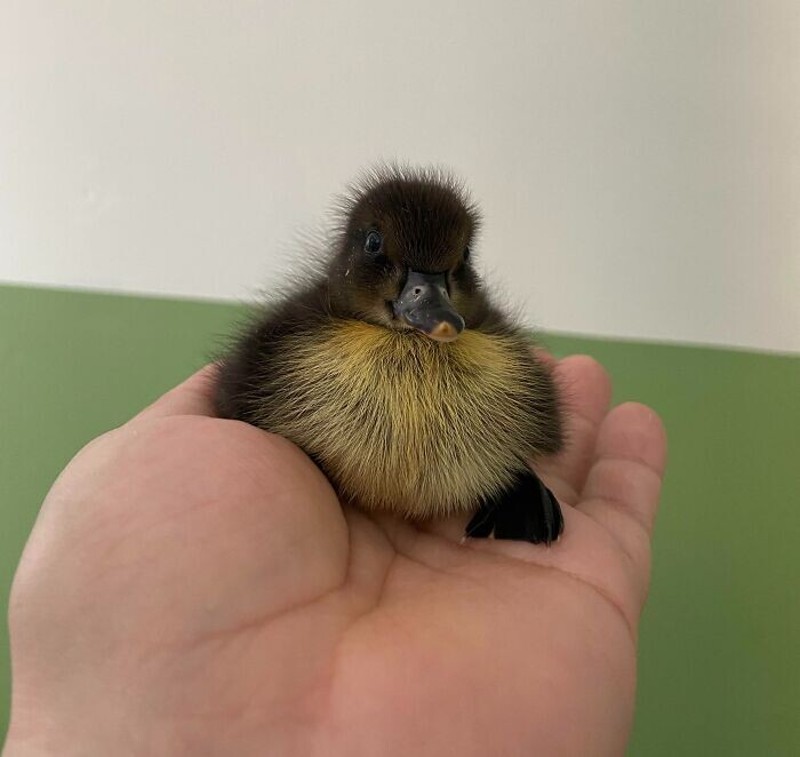 Прочети: Малко пате